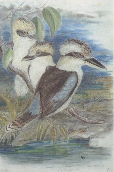 John Gould Great Brown Kingfisher (Dacelo gigantiea) oil painting image